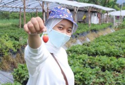 Sensasi Petik Stroberi Langsung dari Kebun di Lereng Gunung Arjuno Kota Batu