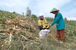 SIG Fasilitasi 361 Petani Garap Lahan 119,25 Hektare di Rembang