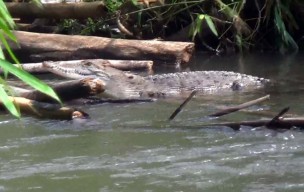 Penampakan Buaya Muara Bikin Gelisah Warga Wates, Kediri