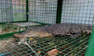 Buaya Muara yang Muncul di Kediri Berhasil Ditangkap Warga