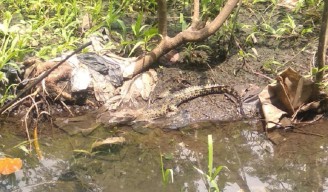 BKSDA Kediri Tinjau Lokasi Temuan Anak Buaya Muara, Ini Hasilnya