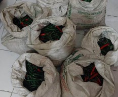 Polisi Amankan 80 Kilogram Cabai dari 2 Pria yang Disergap Warga Kota Batu