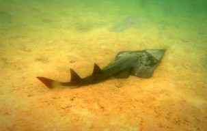 Wow! Ikan Pari Kikir Terekam Wisman asal Jerman di Pantai Selayar, Bawean