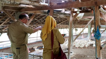 Dinas Pertanian Gresik Lakukan Sidak Perkembangan Bebek Bantuan Pemda