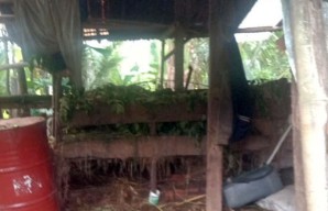 Dalam Satu Malam, 4 Ekor Sapi Milik Warga di Banyuwangi Hilang Dicuri