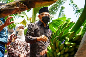 Wapres Ma'ruf Amin Panen Pisang Cavendish di Ponorogo