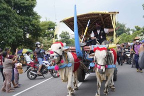 Momen Mas Dhito Kendalikan Cikar di Hari Jadi ke-1218 Kabupaten Kediri