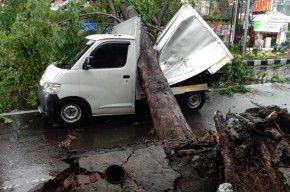 Hujan Diserta Angin Kencang di Sidoarjo, Pohon Bertumbangan Timpa Mobil dan Truk