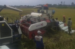 Panen Raya Padi, Dinas Pertanian Jombang Pastikan Stok Beras Surplus