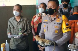 Penyelundupan 6 Ekor Satwa Dilindungi dari Kalimantan ke Surabaya Digagalkan