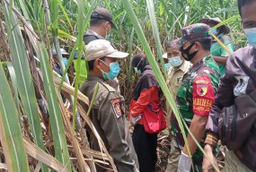 Hilang 12 Hari, Pria di Lamongan Ditemukan Tewas dalam Kebun Tebu