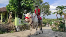 Berkenalan dengan Joni dan Compreng, Sapi Tunggang Milik Cak Sudir di Mojokerto