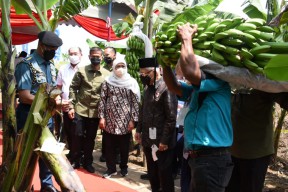 Kuasai Sepertiga Pasar Pisang Nasional, Jatim Perluasan Ekspor ke Pasar Global