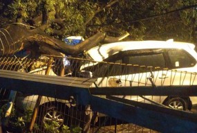 Angin Kencang Terjang Sidoarjo: Rusak Rumah, Pohon Tumbang Timpa Mobil