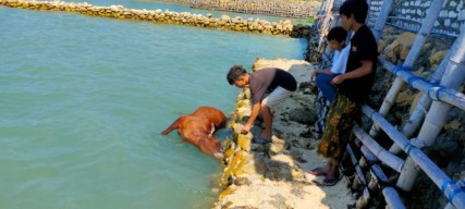 Puluhan Bangkai Sapi Misterius Terapung di Pantai Camplong