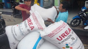 Mengulik Cakupan Distribusi Pupuk dari 5 Distributor di Sampang