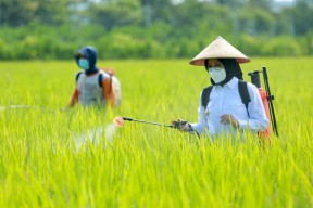 Petani Banyuwangi Digelontor 197 Ton Benih Padi
