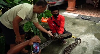 Hadiah dari Dosen, Ular Sanca Seberat 70 Kg di Lamongan Curi Perhatian Warga