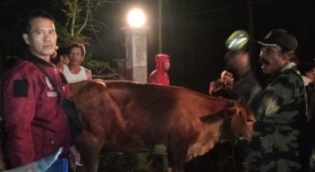 Waspada saat Tarawih dan Sahur, Maling Sapi Gentayangan di Probolinggo