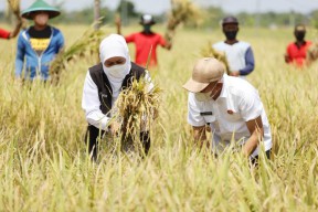 Pacu Produktivitas Pertanian, Khofifah Panen Raya Padi di Bumi Reog