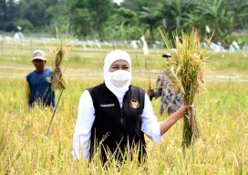 Gubenur Khofifah Panen Padi Varietas Unggul di Kabupaten Malang
