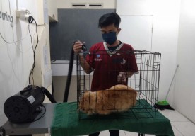 Hai Pemudik, Ini Referensi Penitipan Kucing dan Anjing di Malang