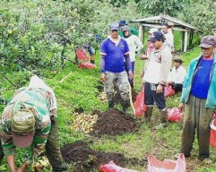 Petani Apel di Kota Batu Berharap Bantuan Pupuk Organik
