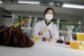 Mahasiswi Ini Sulap Bawang Dayak Jadi Minuman Kaya Antioksidan