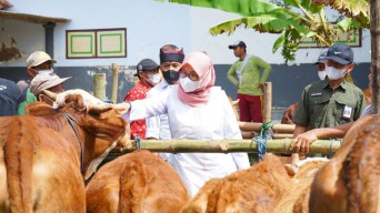 Cegah PMK, Pemkab Banyuwangi Gencarkan Surveilans dan Bagikan Vitamin Gratis