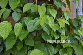 12 Manfaat Daun Sirih untuk Kesehatan, Simak Yuk!