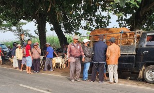 Ratusan Pedagang Sapi dan Ternaknya Demo Tuntut Pasar Kandangan Malang Dibuka