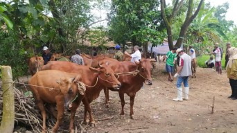 Disperta KP Sampang Perketat Masuknya Hewan Ternak dari Luar Daerah