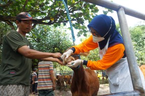 Cegah Wabah PMK di Kediri, Mas Dhito Sebar Petugas Pantau Lalu Lintas Ternak