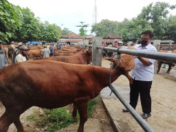 Antisipasi Penularan PKM, Ponorogo Skrining Sapi dari Luar Jatim