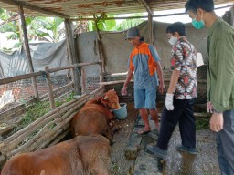Cegah Wabah PMK Meluas, 9 Daerah di Jatim Dilarang Kirim Sapi ke Jombang