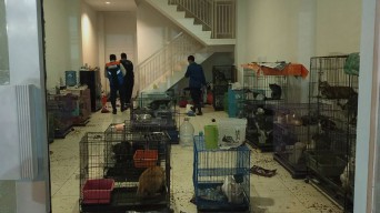 135 Kucing Ditelantarkan di Surabaya, Siapa Nih yang Mau Adopsi?