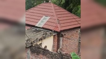 Diduga Kelaparan, Ratusan Monyet Serbu Rumah Warga di Malang
