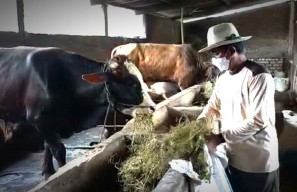 Cerita Peternak di Lamongan saat 35 Ekor Sapi Miliknya Terserang PMK