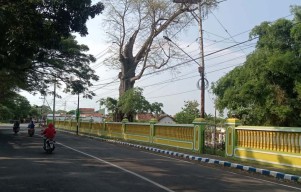 Hiii... Pohon Randu Keramat di Kota Probolinggo Dihuni Kuntilanak dan Ular Gaib