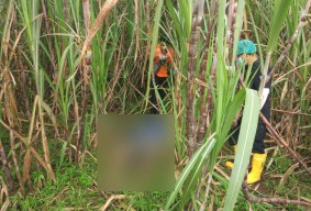 Pamit ke Jombang, Pria di Tulungagung Ditemukan Tewas dalam Kebun Tebu