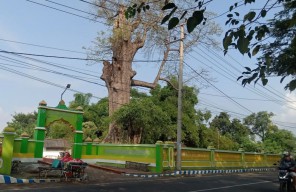 Misteri Pohon Randu Keramat di Probolinggo, Rantingnya Tak Bisa Bakar Bata Merah