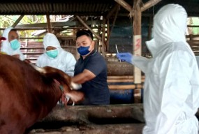 Ratusan Sapi di Gresik Terinfeksi Penyakit Mulut dan Kuku
