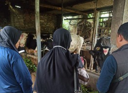 Puluhan Sapi di Kota Batu Diduga Terjangkit PMK, Ini Langkah Cepat DPKP