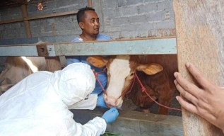Wabah PMK Sapi di Probolinggo Meluas, Diimbau Tenang karena Mudah Disembuhkan