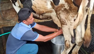 Peternak Sapi Perah di Ponorogo Membuang Ratusan Liter Susu Setiap Hari, Kenapa?