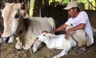 Kasihan! Anakan Sapi di Bojonegoro ini Hanya Punya Dua Kaki
