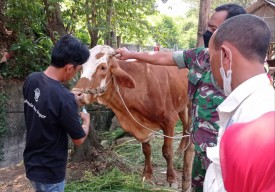 Relawan Binaan Smelting di Gresik Bantu Peternak Sapi Lakukan Disinfeksi PMK