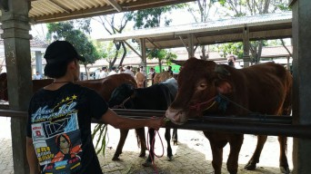 Jelang Idul Adha, Harga Sapi di Pasar Hewan Probolinggo Anjlok