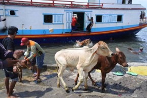 Jelang Idul Adha, Ditpolairud Polda Jatim Awasi Pengiriman Ternak di Dermaga