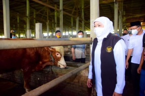 Khofifah Pastikan Hewan Kurban di Jatim Sehat dan Stok Surplus